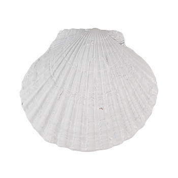 Polyrezinová nábytková úchytka SHELL Clayre & Eef 65734